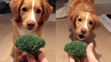 为了吃一口西蓝花