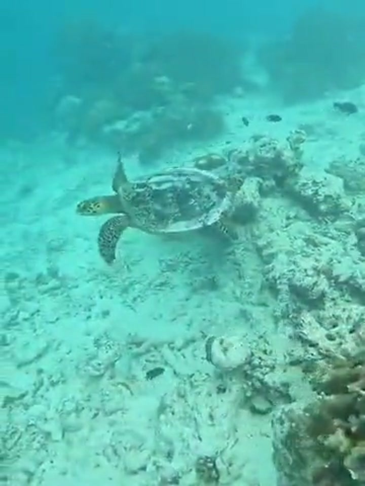 佩德里社媒晒视频：海边度假骑车 潜水看海龟