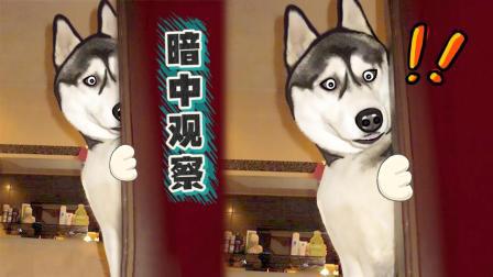 铲屎官上厕所都被监视