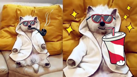 不能让宠物单独在家