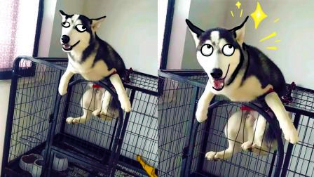 宠物的智商简直爆表