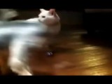 猫咪穿上鞋子不会走路了 主人我会恨你的