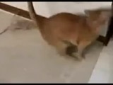 老鼠居然不怕猫 这是逆天的节奏吗