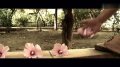 独立微电影《暮菊》 凄美婉约的爱情故事
