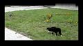 猫狗狭路相逢 怂狗吓破胆满街逃窜