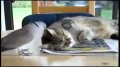 特逗!鸽子打扰猫“睡觉”