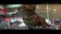 “潮”猫长豹纹 被误当小老虎遭疯抢