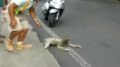 淡定树懒过马路遭恶搞 变身“飞天树懒”