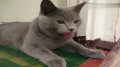 中暑了!猫咪扮演狗狗
