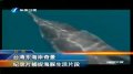 台湾东海岸奇景 纪录片捕捉海豚生活片段