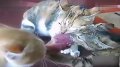 爆笑!三只猫抢肉僵持不下