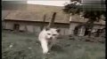 那些诡异的猫咪们
