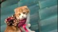 日式治愈《小猫跳出来》预告 流浪猫和孤僻老人