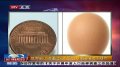世界最小鸡蛋出炉 仅长2.1厘米稍大于硬币