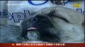 美国流行给宠物整形 狗狗也可以带牙套