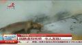 网曝虐狗视频 令人发指
