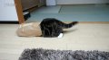 超萌小猫咪展示缩骨功