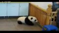 可爱萌熊猫 超级爱撒娇