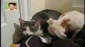“野蛮”猫猫怒扁傻狗 贱样淋漓尽致