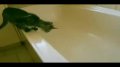 超搞笑！猫咪和水的一些事