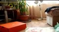 猫咪鬼异动作让你笑喷