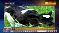 我国成功培育出世界首例转基因克隆奶牛