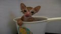 “落汤猫”带你见识猫咪下水后的天壤之别