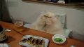你再吃都成加菲猫了