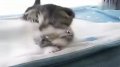 无辜的眼神萌翻了 苏格兰折耳小猫