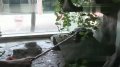 尼罗鳄罕见现身长江 将在重庆开展“异国恋”