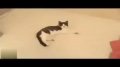 网络神曲之“我就是只傻猫”