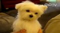 激萌马尔济斯犬犯困有木有
