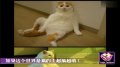 如果这个世界是猫的!超搞超萌!