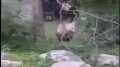 熊猫从树上摔下 用树枝出气
