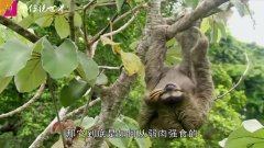 树懒逃跑的速度每秒0.2米,为什么没有灭绝?说出来你都