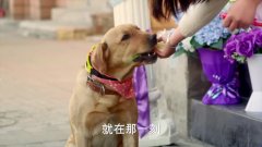 神犬小七:小七挂念去世的女主人,去前还带了她最爱的花,太神了