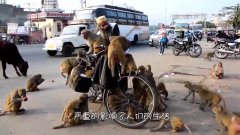 一只猴子骑着摩托车在马路上疾驰,简直成精了,真相令人心疼不已