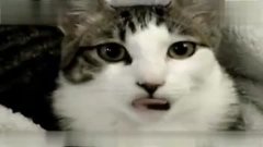 小猫咪可爱视频大全 搞笑合集 3.jpg