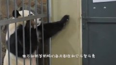 大熊猫和奶爸勾肩搭背地趴在地上唠嗑,这一人一熊真是让人嫉妒!