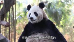 熊猫宝宝睡觉被迫搬家,一副不情愿的表情,网友:太可爱