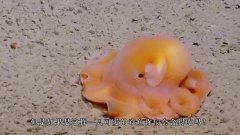 世界上最萌的章鱼,经常"害羞捂脸"两只耳朵萌到犯规,想养