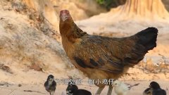 为了保护小鸡仔,母鸡化身"战斗鸡",让老鹰怀疑鸟生!