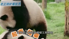 熊猫宝宝睡觉被叫醒,一系列动作太搞笑,网友:像小婴儿