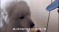 萨摩耶狗狗叛变了,谁有好吃的它就跟谁好,女主人养了一只白眼狼