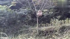 画眉鸟小视频全集 3.jpg
