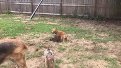 狼狗视频大全 完整版 1522502231863.jpg