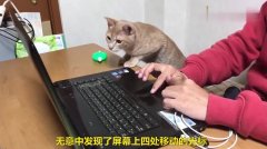 猫咪看主人玩电脑,这眼神这表情,也太入戏了吧