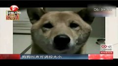 狗狗叫声可爱视频 3.jpg