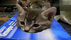 小猫视频大全搞笑卖萌 3.jpg