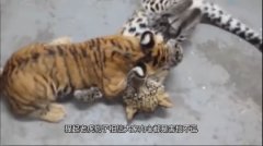 老虎和豹子之间的决斗,谁才是最强的,将对手玩弄于股掌之间